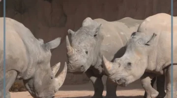 معلومات عن وحيد القرن