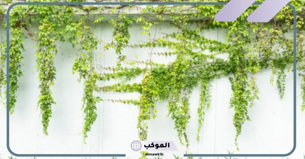 أهمية السيقان في النباتات
