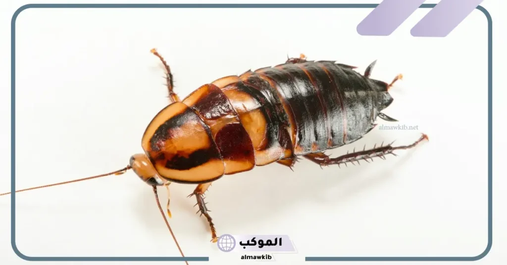 رمز الصرصور في المنام للعزباء والمطلقة والمتزوجة والهروب منه 6 قتل الصرصور في المنام للعزباء