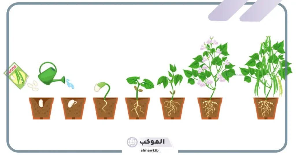 مراحل نمو النبات للأطفال