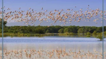 هجرة الطيور