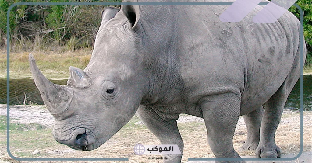 هل انقرض وحيد القرن 