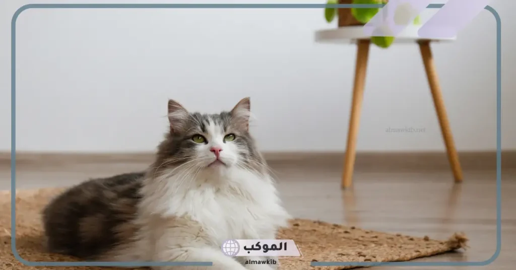 تعبير عن القطط قصير