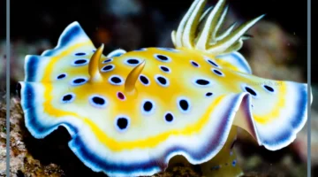 أخطر حيوانات البحر