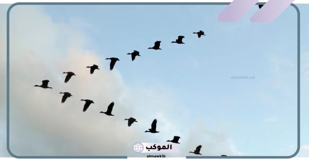 متى تهاجر الطيور من بلادنا ومتى تعود 