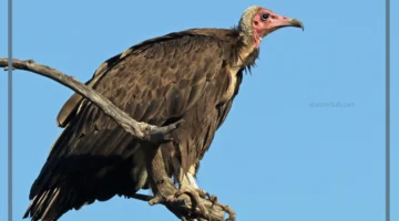 أكبر طائر في العالم يطير