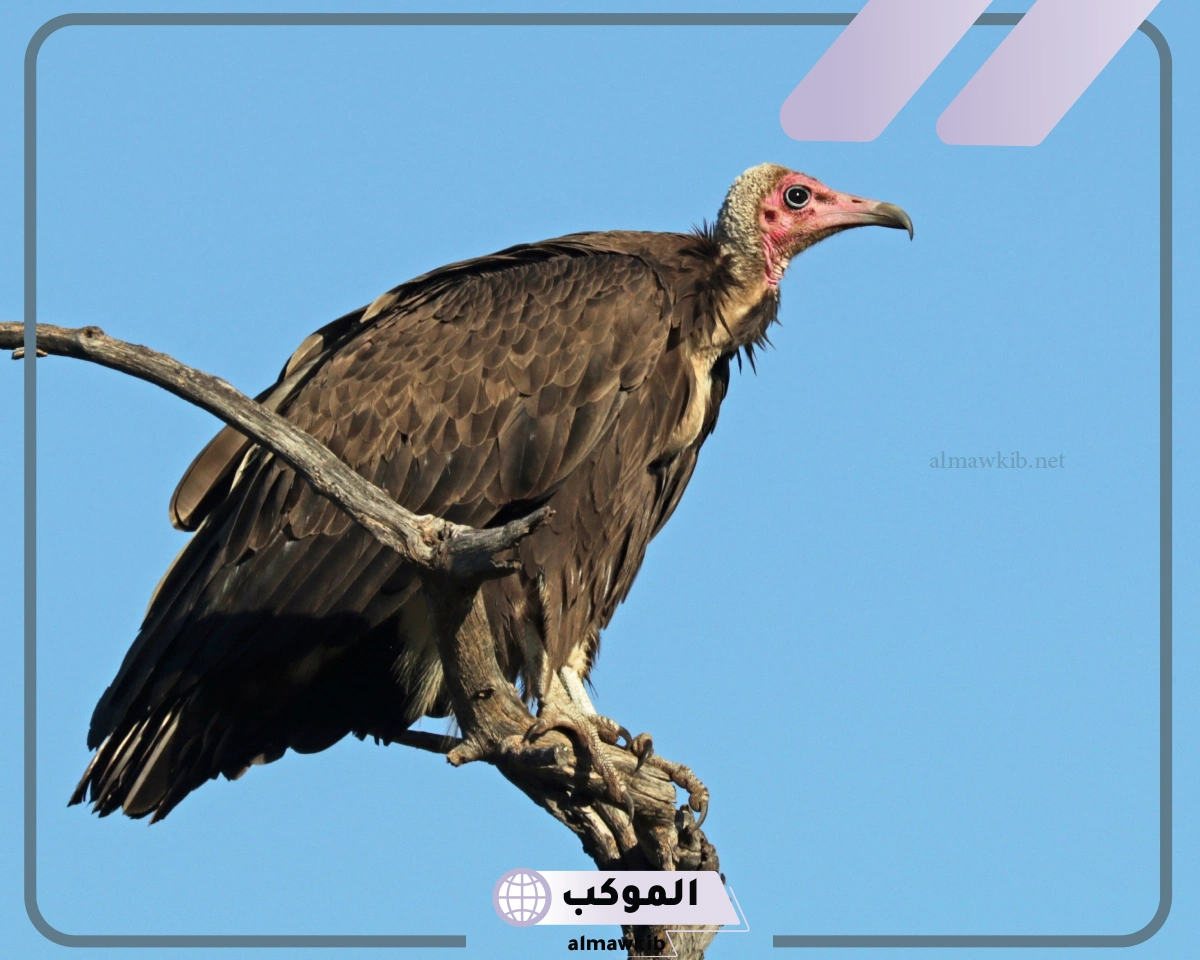 أكبر طائر في العالم من 6 حروف
