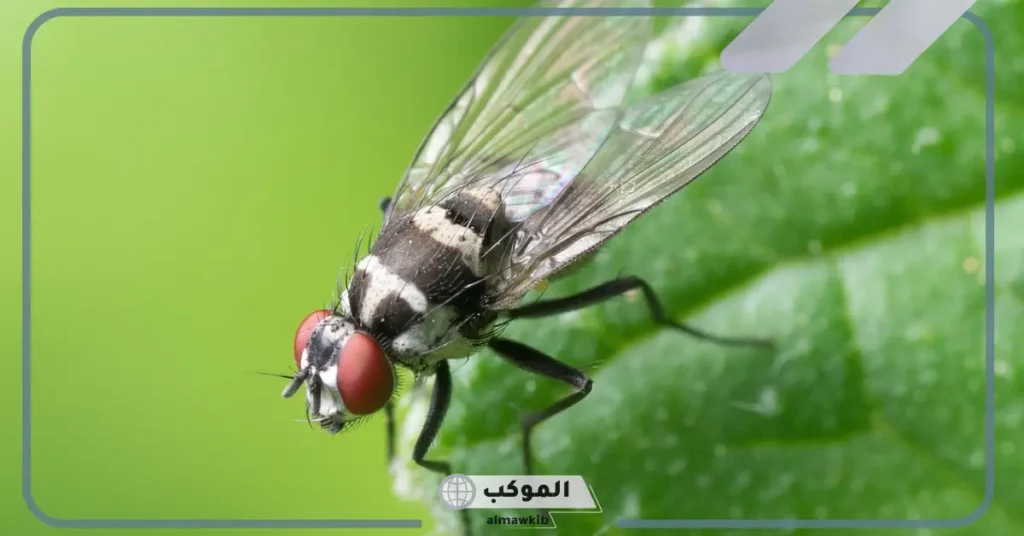 فوائد الذباب