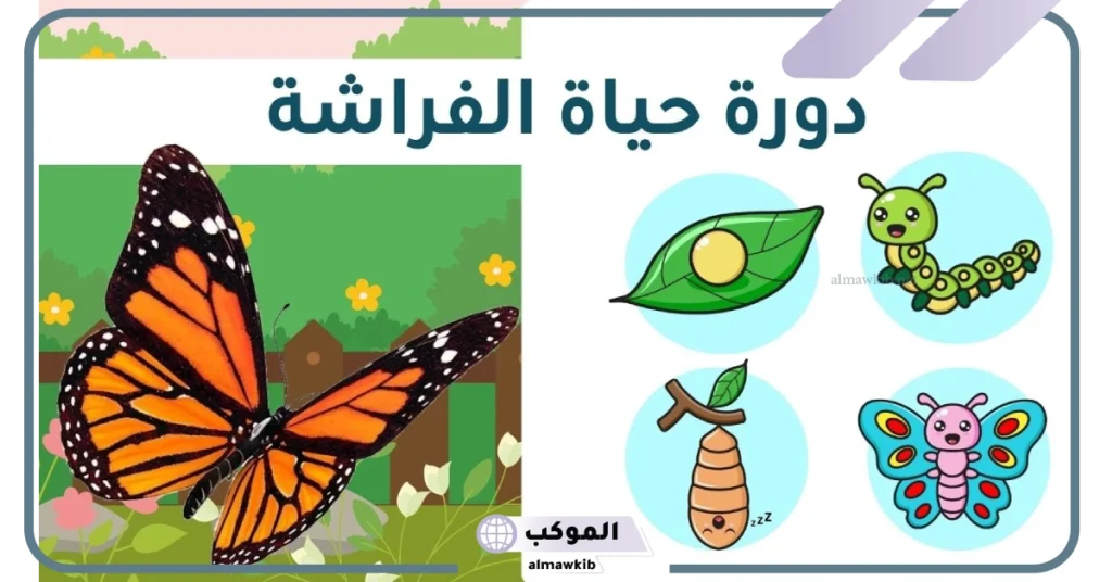 مراحل حياة الفراشة كاملة.. كم بيضة تضع الفراشة الملكية في كل مرة؟ 5 ما هي مراحل التحول في الفراشة؟