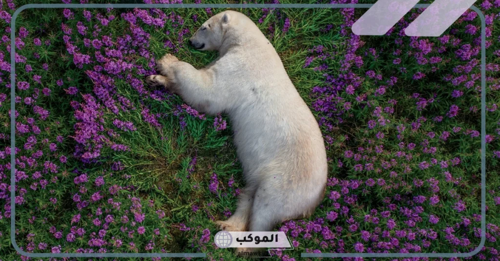 ما اسم صغير الدب؟ الاختلاف بين صغار الدببة باختلاف النوع 6 صفات الدببة العامة