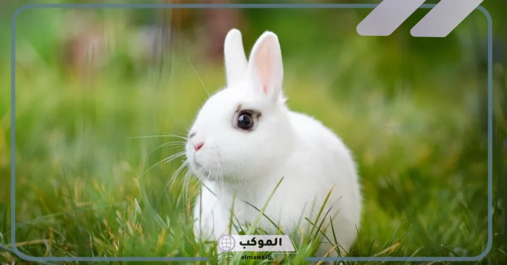 أسماء صغير الارنب ومعلومات عن حياته.. صفات الأرنب الصغير 6 صفات صغير الأرنب السلوكية