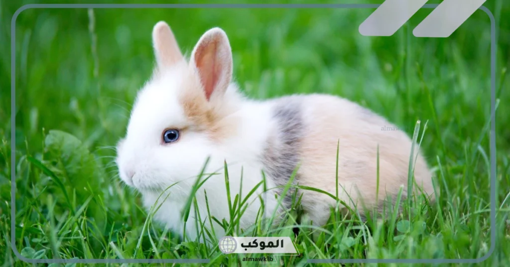 ما هو اسم صغير الارنب؟ الصفات الشكلية والسلوكية لصغير الأرنب 5 ماذا يأكل صغير الأرنب