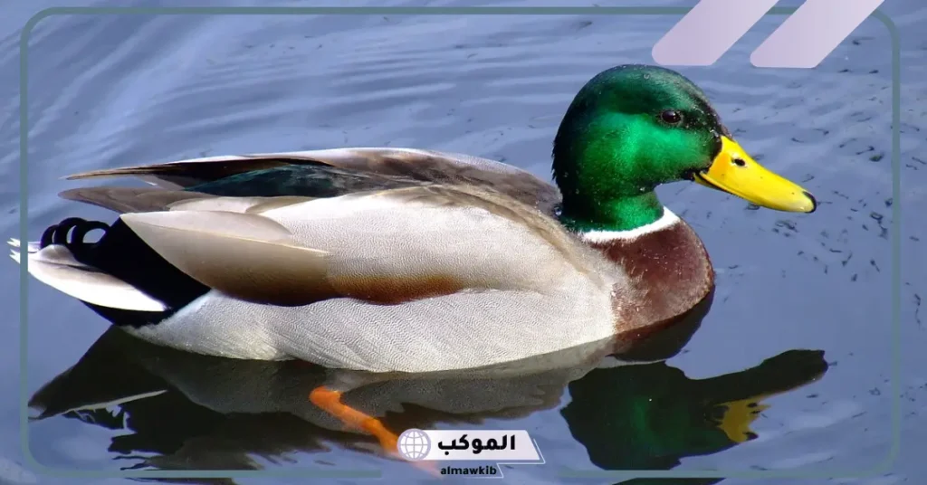 رؤية البط في المنام للرجل الأعزب