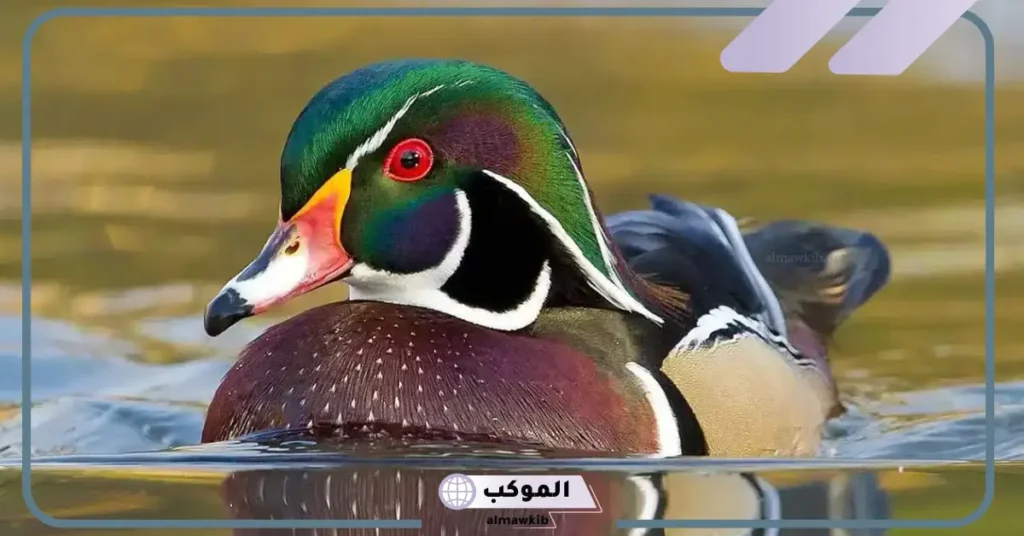 رؤية البط في المنام للعزباء