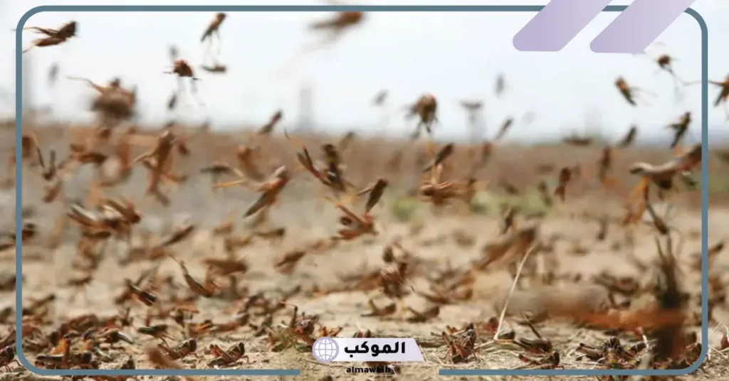 رؤية الجراد في المنام للمتزوجة