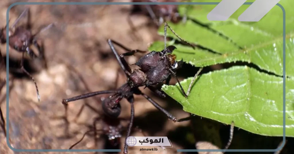 أكثر مجموعات المفصليات انتشارا على سطح الأرض: القشريات العناكب الحشرات 5 الهيكل في الحشرات هيكل خارجي صواب خطأ