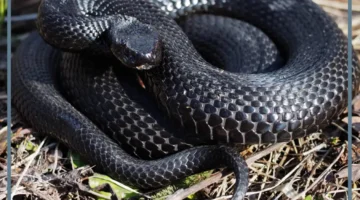 الحية السوداء للمتزوجة