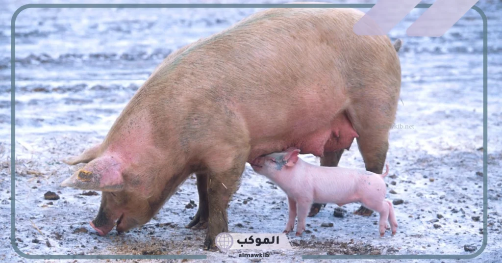 ماذا يأكل الخنزير؟ لماذا يكره الله الخنزير ومعلومات عن حياته 5 هل الخنزير حيوان مفترس