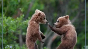 الدب الصغير