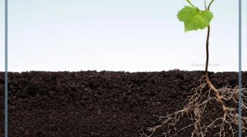 الساق في النبات