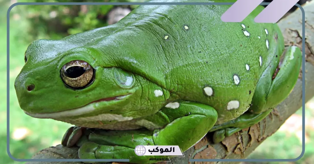 تفسير حلم الضفدع الأخضر للعزباء