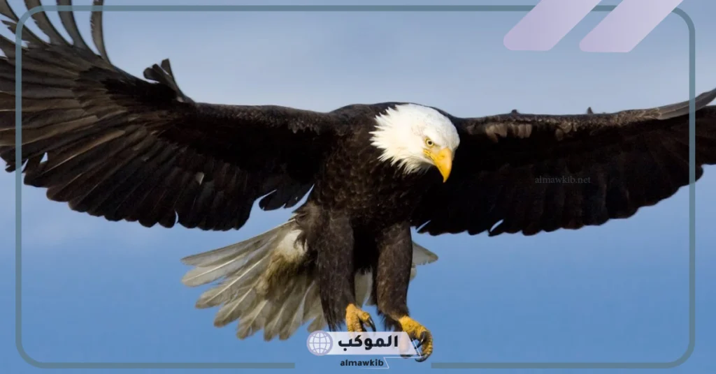 معلومات عن حيوان العقاب.. صفاته، شكله، زواجه 5 صفات العقاب