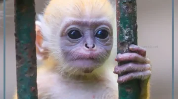 القرد للحامل