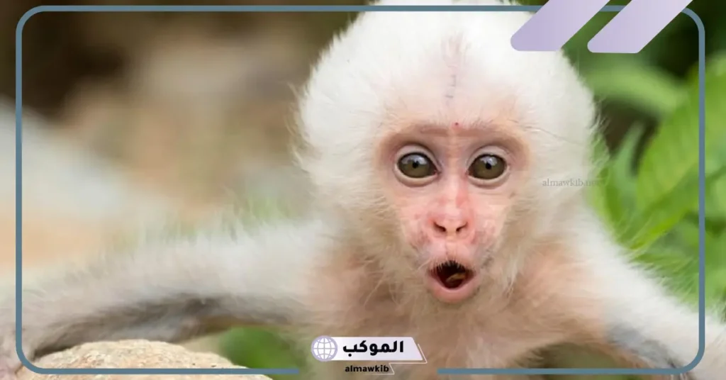 رؤية القرد في المنام للعزباء