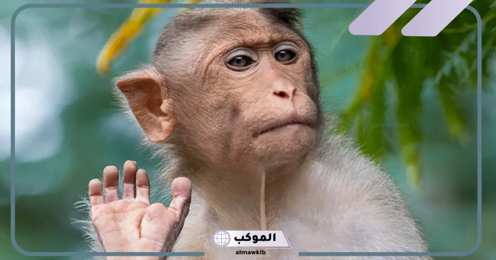 رؤية القرد في المنام للمتزوجة