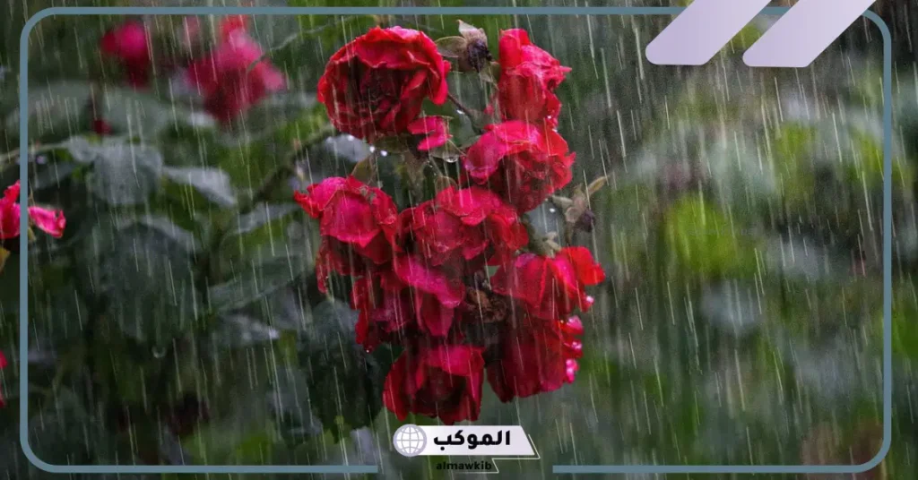 تفسير حلم رؤية المطر في المنام للمتزوجة والحامل لابن سيرين 5 المطر في المنام للحامل