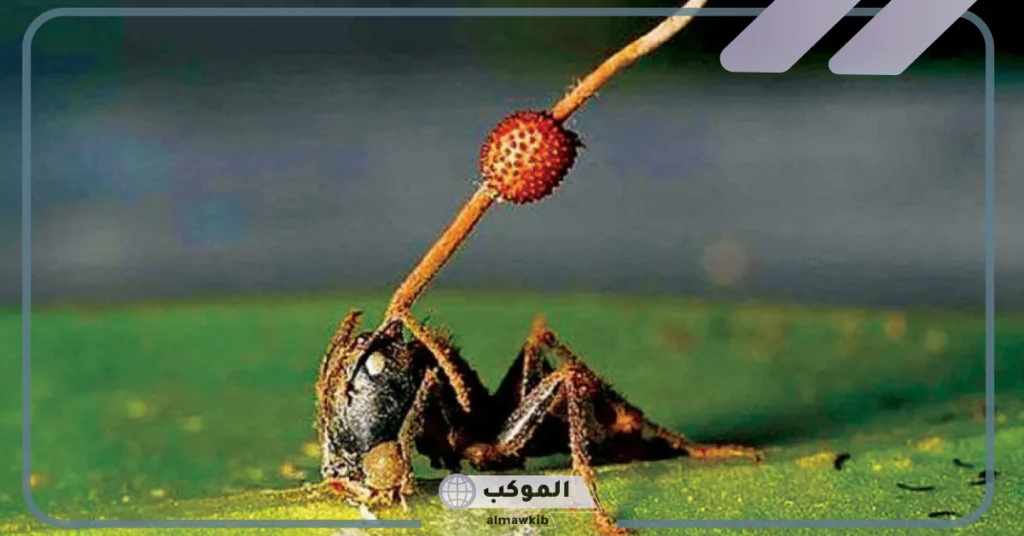 أكثر مجموعات المفصليات انتشارا على سطح الأرض: القشريات العناكب الحشرات 6 خصائص الحشرات