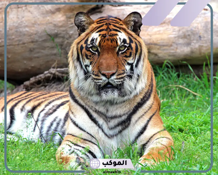 تفسير النمر في الحلم لابن شاهين