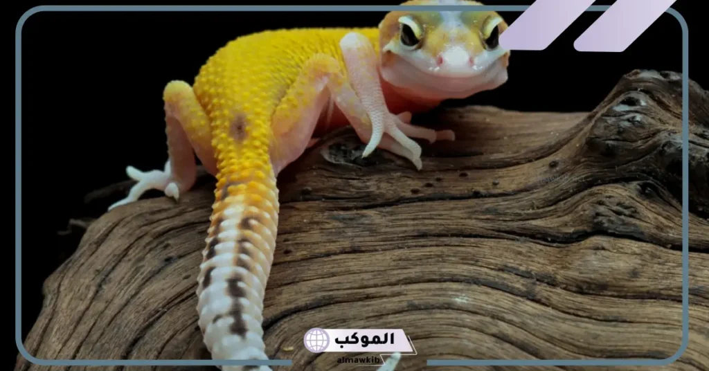 تفسير رؤية الوزغ في المنام للمتزوجة والمطلقة وأكله عند ابن سيرين 6 رؤية الوزغ في المنام للمطلقة