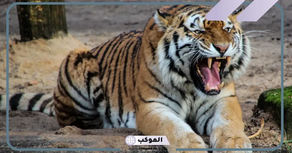 تفسير حلم النمر في البيت للعزباء