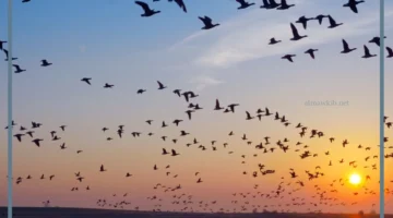 تهاجر بعض الحيوانات بسبب