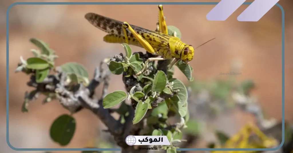 تفسير الجراد في المنام للعزباء والمتزوجة لابن شاهين والعالم ابن سيرين 6 الخوف من الجراد في المنام للمتزوجة