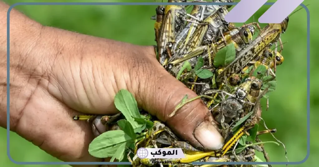 تفسير الجراد في المنام للعزباء والمتزوجة لابن شاهين والعالم ابن سيرين 5 تفسير حلم الجراد في المنام للعزباء