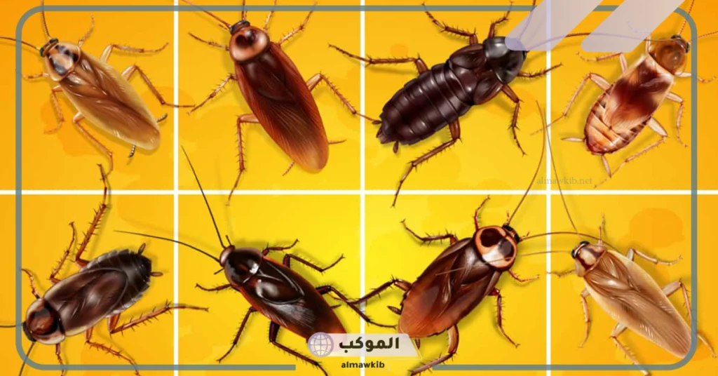 اي الحشرات التاليه تكون الحوريه مرحله من مراحل حياتها 6 الفرق بين التحول الكامل والغير مكتمل