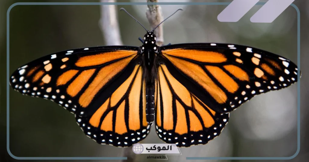 مدة حياة الفراشة 
