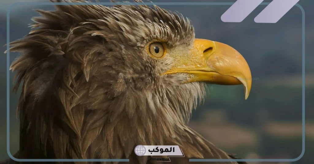 معلومات عن حيوان العقاب.. صفاته، شكله، زواجه 6 زواج طائر العقاب