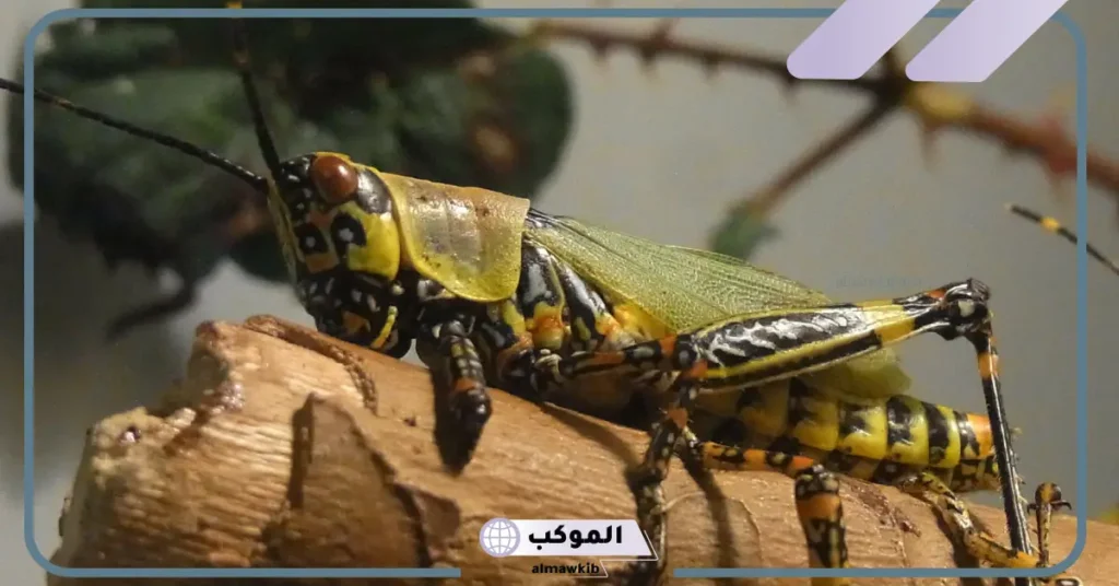 التخلص من الجراد في المنام للمتزوجة