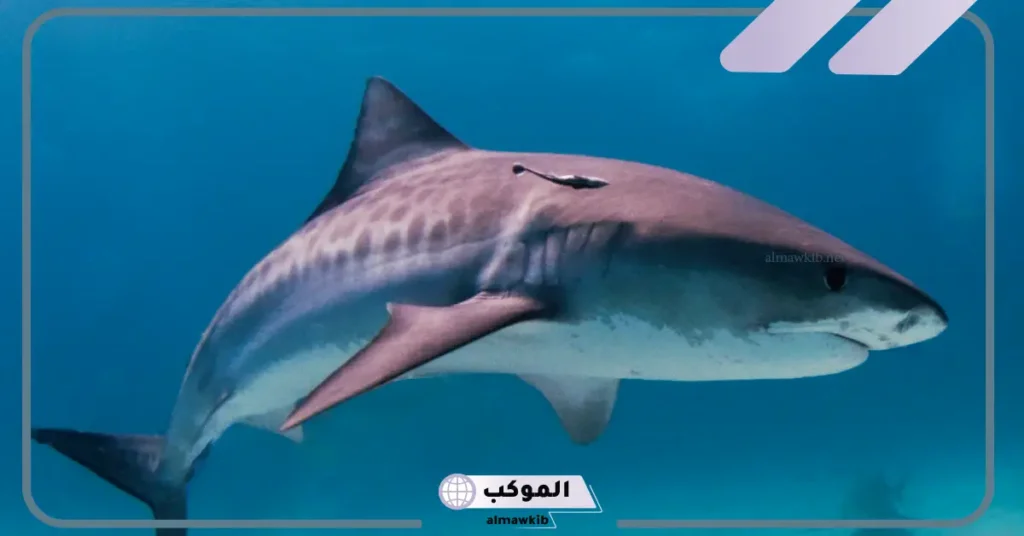 تفسير حلم القرش في المنام عند ابن شاهين وابن سيرين 6 تفسير رؤية سمك القرش في المنام للرجل