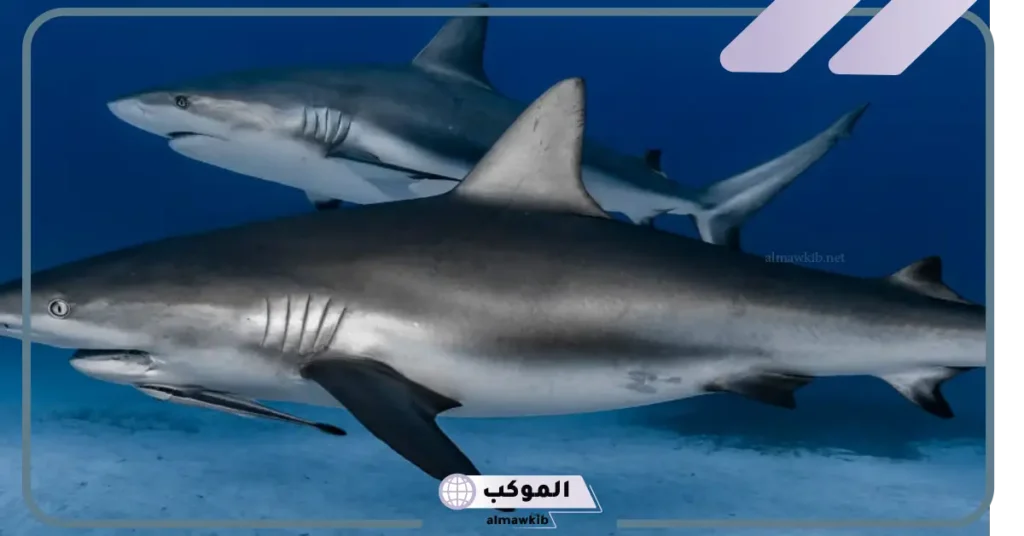 تفسير حلم القرش في المنام عند ابن شاهين وابن سيرين 5 تفسير حلم القرش لابن شاهين