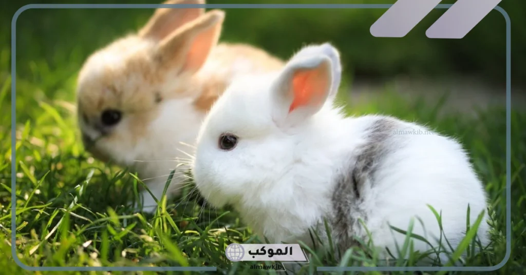 ما هو اسم صغير الارنب؟ الصفات الشكلية والسلوكية لصغير الأرنب 6 صوت صغير الأرنب