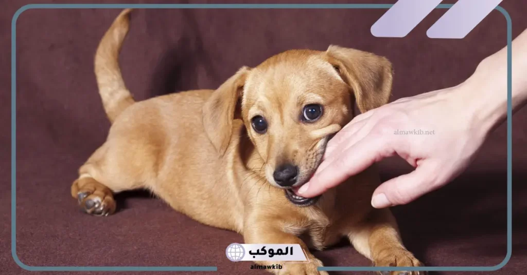 تفسير حلم العض في اليد اليسرى