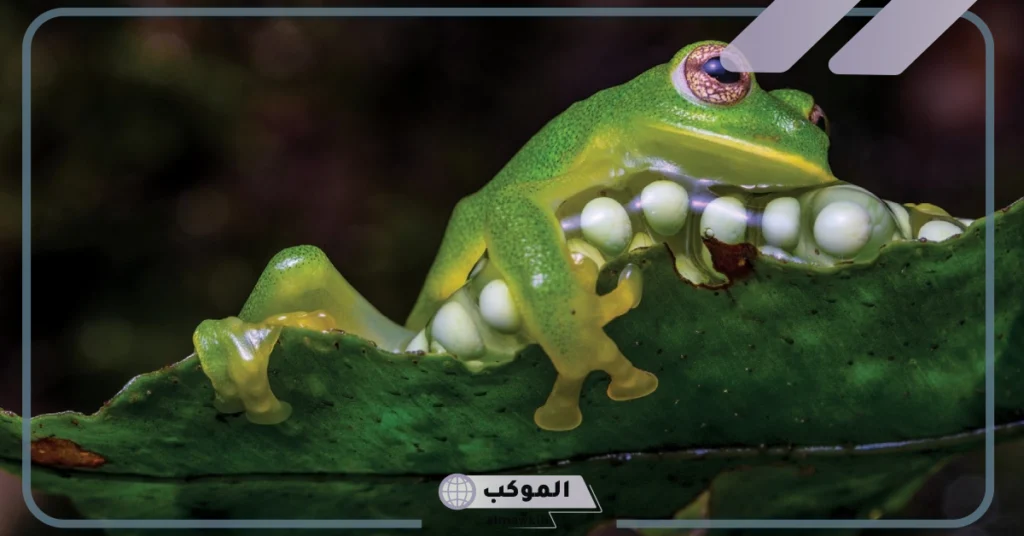 ما اسم صغير الضفدع؟ الصفات الشكلية والجسدية والسلوكية 6 غذاء صغير الضفدع