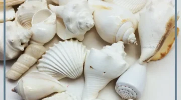 فوائد الصرمباق للجنس