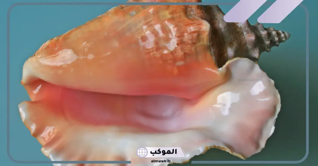 طريقة تحضير الصبرمباق للجنس 