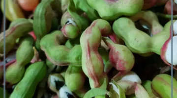 ما اللوز الهندي