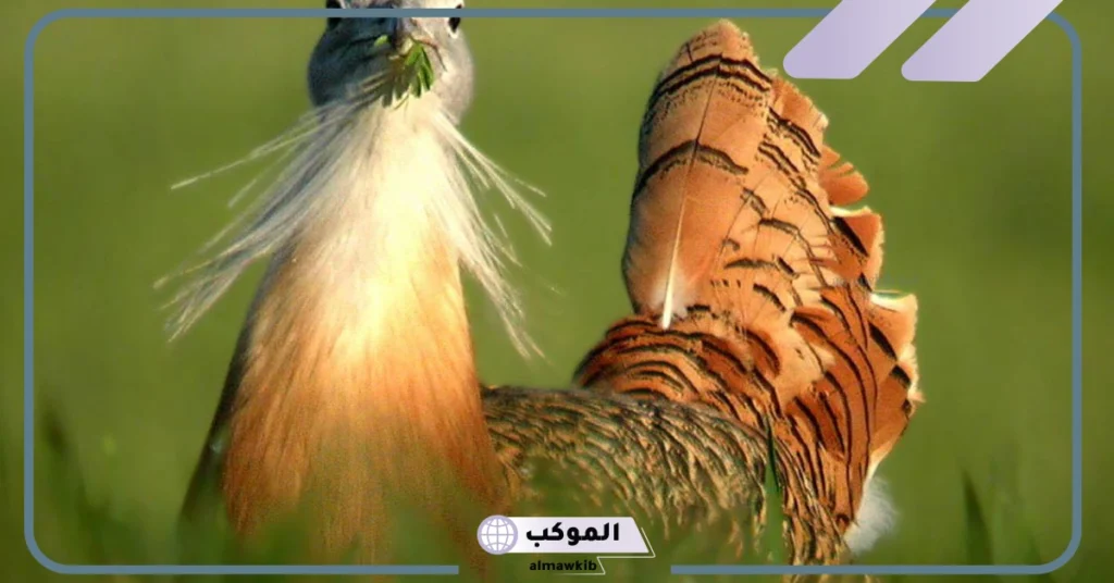 أكبر طائر في العالم 5 حروف 